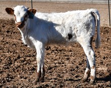 REBEL HR X TEXANA CHIT CHAT (ET) HEIFER  Tag 422